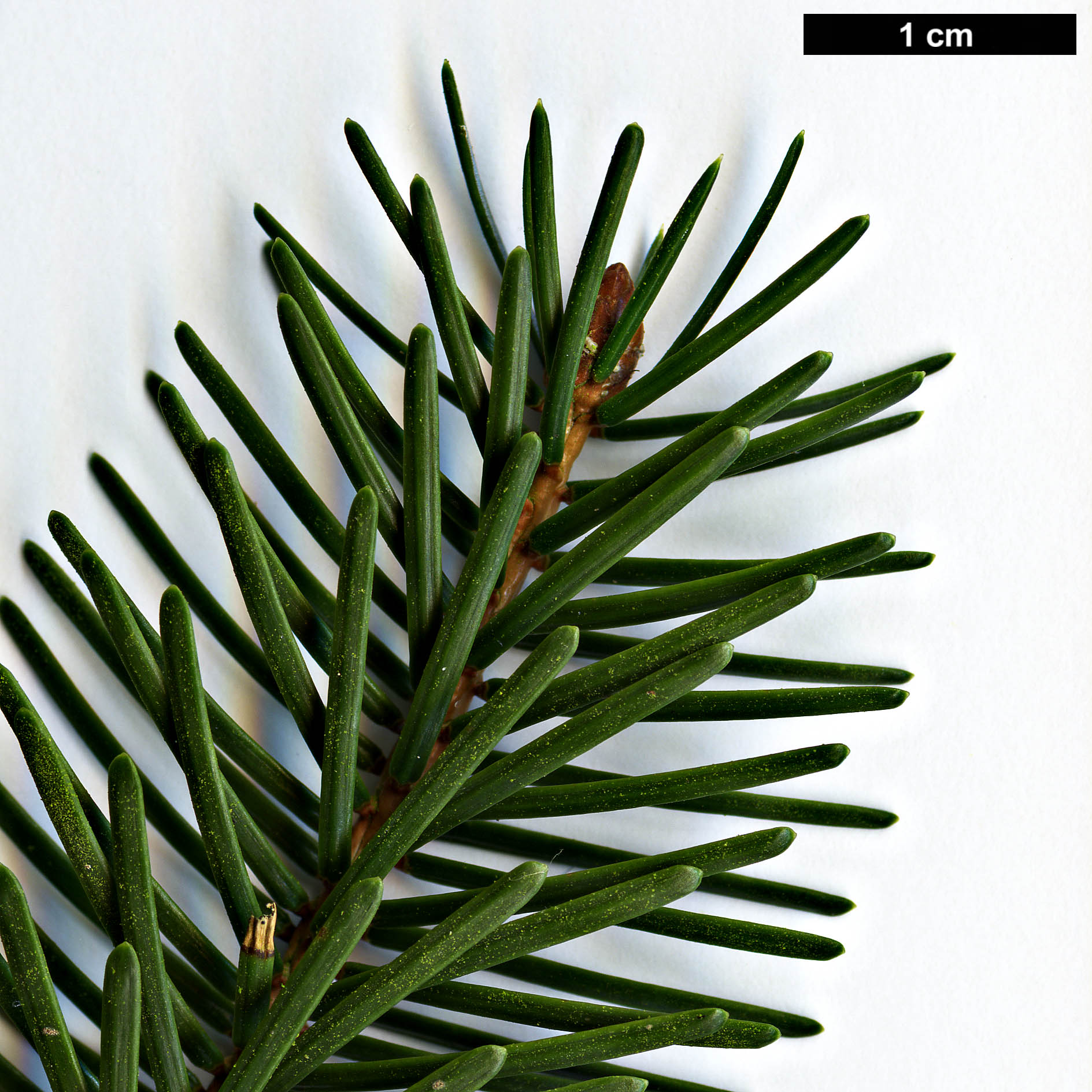 High resolution image: Family: Pinaceae - Genus: Picea - Taxon: jezoensis - SpeciesSub: subsp. hondoensis